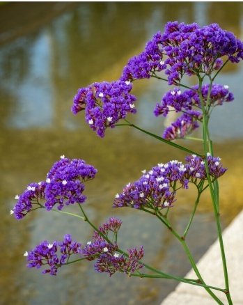 🌿 أزهار الاستاتس – Limonium sinuatum الاسم العلمي: Limonium sinuatum (L.) Mill. من أسمائها المتداولة: الاستاتس – ستاتس – ليمونيوم – زهرة الاستاتس – القَفْصِيَّة – Statice – Sea Lavender – Wavyleaf Sea Lavender – Limonium sinuatum