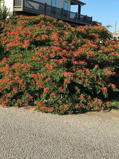 – Red Bauhinia – Red Orchid Tree – Pride of the Cape – Bauhinia galpiniiمن أسمائها المتداولة: بوهينيا أحمر – بوهينيا حمراء – شجرة الأوركيد الحمراء – شجيرة الأوركيد الحمراء