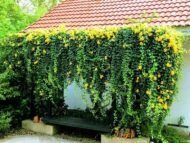 – Cat’s Claw Vine – Catclaw Creeper – Cat’s Claw Trumpet Vine – Macfadyena unguis-catiمن أسمائها المتداولة: مخلب القط – كرمة مخلب القط – متسلق مخلب القط – كرمة مخلب القط الأصفر