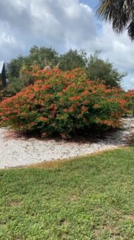 – Red Bauhinia – Red Orchid Tree – Pride of the Cape – Bauhinia galpiniiمن أسمائها المتداولة: بوهينيا أحمر – بوهينيا حمراء – شجرة الأوركيد الحمراء – شجيرة الأوركيد الحمراء