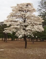– White Tabebuia – White Trumpet Tree – White Ipe – Tabebuia roseo-albaمن أسمائها المتداولة: تابوبيا أبيض – تابوبيا بيضاء – شجرة الأجراس البيضاء – شجرة التابوبيا البيضاء