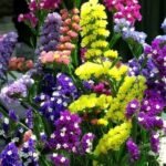 🌿 أزهار الاستاتس – Limonium sinuatum الاسم العلمي: Limonium sinuatum (L.) Mill. من أسمائها المتداولة: الاستاتس – ستاتس – ليمونيوم – زهرة الاستاتس – القَفْصِيَّة – Statice – Sea Lavender – Wavyleaf Sea Lavender – Limonium sinuatum