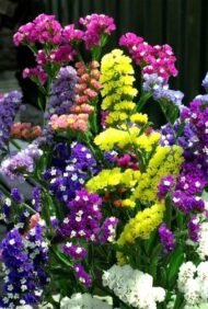🌿 أزهار الاستاتس – Limonium sinuatum الاسم العلمي: Limonium sinuatum (L.) Mill. من أسمائها المتداولة: الاستاتس – ستاتس – ليمونيوم – زهرة الاستاتس – القَفْصِيَّة – Statice – Sea Lavender – Wavyleaf Sea Lavender – Limonium sinuatum