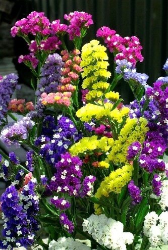🌿 أزهار الاستاتس – Limonium sinuatum الاسم العلمي: Limonium sinuatum (L.) Mill. من أسمائها المتداولة: الاستاتس – ستاتس – ليمونيوم – زهرة الاستاتس – القَفْصِيَّة – Statice – Sea Lavender – Wavyleaf Sea Lavender – Limonium sinuatum