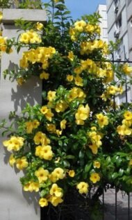 – Cat’s Claw Vine – Catclaw Creeper – Cat’s Claw Trumpet Vine – Macfadyena unguis-catiمن أسمائها المتداولة: مخلب القط – كرمة مخلب القط – متسلق مخلب القط – كرمة مخلب القط الأصفر