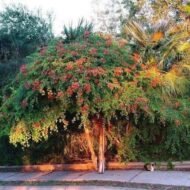 – Red Bauhinia – Red Orchid Tree – Pride of the Cape – Bauhinia galpiniiمن أسمائها المتداولة: بوهينيا أحمر – بوهينيا حمراء – شجرة الأوركيد الحمراء – شجيرة الأوركيد الحمراء