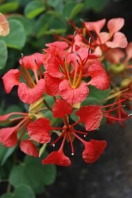 – Red Bauhinia – Red Orchid Tree – Pride of the Cape – Bauhinia galpiniiمن أسمائها المتداولة: بوهينيا أحمر – بوهينيا حمراء – شجرة الأوركيد الحمراء – شجيرة الأوركيد الحمراء