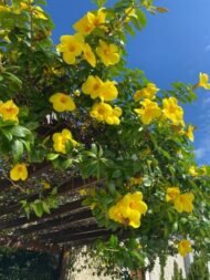 – Cat’s Claw Vine – Catclaw Creeper – Cat’s Claw Trumpet Vine – Macfadyena unguis-catiمن أسمائها المتداولة: مخلب القط – كرمة مخلب القط – متسلق مخلب القط – كرمة مخلب القط الأصفر