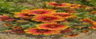 🌿 عنبر كشميري – Gaillardia pulchella الاسم العلمي: Gaillardia pulchella Foug. من أسمائها المتداولة: عنبر كشميري – جيلارديـا – زهرة الجيلارديا – زهرة البطانية – Indian Blanket – Firewheel – Blanket Flower – Gaillardia pulchella