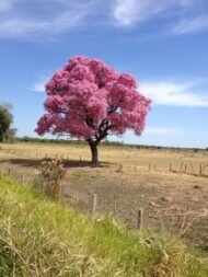 – Pink Tabebuia – Pink Trumpet Tree – Rosy Trumpet Tree – Roble – Tabebuia roseaمن أسمائها المتداولة: تابوبيا وردي – تابوبيا وردية – شجرة الأجراس الوردية – شجرة البوق الوردي