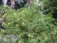 الاسم العلمي: Bauhinia tomentosa L من أسمائها المتداولة: بوهينيا أصفر – بوهينيا صفراء – شجرة الأوركيد الصفراء – شجيرة الأوركيد الصفراء – Yellow Bauhinia – Yellow Orchid Tree – Yellow Bell Bauhinia – St. Thomas Tree – Bauhinia tomentosa 🌡️ تحمل الحرارة: ☀️ عالٍ – مناسبة للمناخات الدافئة والحارة 🧂 تحمل الملوحة: 🧂 منخفض إلى متوسط – تتحمل بعض الملوحة المحدودة لكنها لا تناسب الأراضي شديدة الملوحة ☀️ احتياج الشمس: شمس كاملة إلى ظل جزئي خفيف 💧 الري: متوسط – منتظم في مرحلة التأسيس، وتتحمل بعض الجفاف بعد استقرارها 📏 الارتفاع المتوقع: 2 – 4 م تقريبًا، وقد تصل إلى نحو 5 م 📐 انتشار النبات: 2 – 4 م تقريبًا ⚡ سرعة النمو: متوسطة إلى سريعة 🌱 صعوبة الإنبات: سهلة إلى متوسطة 🌿 شجيرة معمرة كثيفة التفرع ومزهرة تُعد Bauhinia tomentosa – بوهينيا أصفر من شجيرات الزينة المميزة بأزهارها الصفراء الكبيرة، وتشتهر بشكلها الجميل وأوراقها المنقسمة إلى فصين. وتعتبر زراعة بوهينيا أصفر في مصر مناسبة للحدائق والمداخل والأحواض النباتية، خصوصًا في المناطق الدافئة التي تتوفر فيها الشمس والتربة جيدة الصرف. 🌿 الشكل العام شجيرة معمرة صغيرة إلى متوسطة الحجم. • نموها كثيف ومتفرع. • الأفرع قد تكون منتشرة أو مائلة. • الأوراق بسيطة ومميزة بانقسامها إلى فصين. • الوريقات عريضة نسبيًا. • لون الأوراق أخضر متوسط. • قد تكون الأفرع والأجزاء الحديثة مغطاة بزغب ناعم، وهو ما يرتبط باسم النوع tomentosa. • يمكن تقليمها بسهولة نسبيًا للحفاظ على شكل كثيف ومنظم. • مناسبة للحدائق الصغيرة والمتوسطة. 🌸 الأزهار الأزهار صفراء زاهية وملفتة للنظر. • كبيرة نسبيًا مقارنة بحجم الشجيرة. • غالبًا ما تحتوي على بقعة داكنة مائلة إلى البني أو الأحمر عند قاعدة بعض البتلات. • شكلها يشبه أزهار الأوركيد، ولذلك تعرف باسم Yellow Orchid Tree. • تظهر منفردة أو بأعداد قليلة على الأفرع. • الإزهار يكون أفضل عند توفر الشمس والحرارة المناسبة. • تجذب الحشرات الملقحة.