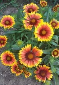 🌿 عنبر كشميري – Gaillardia pulchella الاسم العلمي: Gaillardia pulchella Foug. من أسمائها المتداولة: عنبر كشميري – جيلارديـا – زهرة الجيلارديا – زهرة البطانية – Indian Blanket – Firewheel – Blanket Flower – Gaillardia pulchella