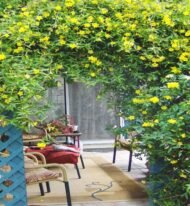 – Cat’s Claw Vine – Catclaw Creeper – Cat’s Claw Trumpet Vine – Macfadyena unguis-catiمن أسمائها المتداولة: مخلب القط – كرمة مخلب القط – متسلق مخلب القط – كرمة مخلب القط الأصفر