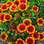 🌿 عنبر كشميري – Gaillardia pulchella الاسم العلمي: Gaillardia pulchella Foug. من أسمائها المتداولة: عنبر كشميري – جيلارديـا – زهرة الجيلارديا – زهرة البطانية – Indian Blanket – Firewheel – Blanket Flower – Gaillardia pulchella