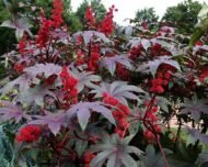 – Castor Bean – Castor Oil Plant – Castor Plant – Ricinus communisمن أسمائها المتداولة: الخروع – شجرة الخروع – نبات الخروع – زيت الخروع
