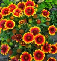 🌿 عنبر كشميري – Gaillardia pulchella الاسم العلمي: Gaillardia pulchella Foug. من أسمائها المتداولة: عنبر كشميري – جيلارديـا – زهرة الجيلارديا – زهرة البطانية – Indian Blanket – Firewheel – Blanket Flower – Gaillardia pulchella