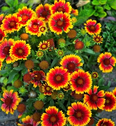 🌿 عنبر كشميري – Gaillardia pulchella الاسم العلمي: Gaillardia pulchella Foug. من أسمائها المتداولة: عنبر كشميري – جيلارديـا – زهرة الجيلارديا – زهرة البطانية – Indian Blanket – Firewheel – Blanket Flower – Gaillardia pulchella