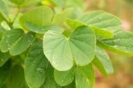 الاسم العلمي: Bauhinia tomentosa L من أسمائها المتداولة: بوهينيا أصفر – بوهينيا صفراء – شجرة الأوركيد الصفراء – شجيرة الأوركيد الصفراء – Yellow Bauhinia – Yellow Orchid Tree – Yellow Bell Bauhinia – St. Thomas Tree – Bauhinia tomentosa 🌡️ تحمل الحرارة: ☀️ عالٍ – مناسبة للمناخات الدافئة والحارة 🧂 تحمل الملوحة: 🧂 منخفض إلى متوسط – تتحمل بعض الملوحة المحدودة لكنها لا تناسب الأراضي شديدة الملوحة ☀️ احتياج الشمس: شمس كاملة إلى ظل جزئي خفيف 💧 الري: متوسط – منتظم في مرحلة التأسيس، وتتحمل بعض الجفاف بعد استقرارها 📏 الارتفاع المتوقع: 2 – 4 م تقريبًا، وقد تصل إلى نحو 5 م 📐 انتشار النبات: 2 – 4 م تقريبًا ⚡ سرعة النمو: متوسطة إلى سريعة 🌱 صعوبة الإنبات: سهلة إلى متوسطة 🌿 شجيرة معمرة كثيفة التفرع ومزهرة تُعد Bauhinia tomentosa – بوهينيا أصفر من شجيرات الزينة المميزة بأزهارها الصفراء الكبيرة، وتشتهر بشكلها الجميل وأوراقها المنقسمة إلى فصين. وتعتبر زراعة بوهينيا أصفر في مصر مناسبة للحدائق والمداخل والأحواض النباتية، خصوصًا في المناطق الدافئة التي تتوفر فيها الشمس والتربة جيدة الصرف. 🌿 الشكل العام شجيرة معمرة صغيرة إلى متوسطة الحجم. • نموها كثيف ومتفرع. • الأفرع قد تكون منتشرة أو مائلة. • الأوراق بسيطة ومميزة بانقسامها إلى فصين. • الوريقات عريضة نسبيًا. • لون الأوراق أخضر متوسط. • قد تكون الأفرع والأجزاء الحديثة مغطاة بزغب ناعم، وهو ما يرتبط باسم النوع tomentosa. • يمكن تقليمها بسهولة نسبيًا للحفاظ على شكل كثيف ومنظم. • مناسبة للحدائق الصغيرة والمتوسطة. 🌸 الأزهار الأزهار صفراء زاهية وملفتة للنظر. • كبيرة نسبيًا مقارنة بحجم الشجيرة. • غالبًا ما تحتوي على بقعة داكنة مائلة إلى البني أو الأحمر عند قاعدة بعض البتلات. • شكلها يشبه أزهار الأوركيد، ولذلك تعرف باسم Yellow Orchid Tree. • تظهر منفردة أو بأعداد قليلة على الأفرع. • الإزهار يكون أفضل عند توفر الشمس والحرارة المناسبة. • تجذب الحشرات الملقحة.