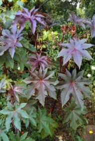 – Castor Bean – Castor Oil Plant – Castor Plant – Ricinus communisمن أسمائها المتداولة: الخروع – شجرة الخروع – نبات الخروع – زيت الخروع