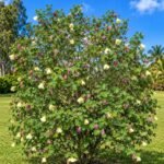 الاسم العلمي: Bauhinia tomentosa L من أسمائها المتداولة: بوهينيا أصفر – بوهينيا صفراء – شجرة الأوركيد الصفراء – شجيرة الأوركيد الصفراء – Yellow Bauhinia – Yellow Orchid Tree – Yellow Bell Bauhinia – St. Thomas Tree – Bauhinia tomentosa 🌡️ تحمل الحرارة: ☀️ عالٍ – مناسبة للمناخات الدافئة والحارة 🧂 تحمل الملوحة: 🧂 منخفض إلى متوسط – تتحمل بعض الملوحة المحدودة لكنها لا تناسب الأراضي شديدة الملوحة ☀️ احتياج الشمس: شمس كاملة إلى ظل جزئي خفيف 💧 الري: متوسط – منتظم في مرحلة التأسيس، وتتحمل بعض الجفاف بعد استقرارها 📏 الارتفاع المتوقع: 2 – 4 م تقريبًا، وقد تصل إلى نحو 5 م 📐 انتشار النبات: 2 – 4 م تقريبًا ⚡ سرعة النمو: متوسطة إلى سريعة 🌱 صعوبة الإنبات: سهلة إلى متوسطة 🌿 شجيرة معمرة كثيفة التفرع ومزهرة تُعد Bauhinia tomentosa – بوهينيا أصفر من شجيرات الزينة المميزة بأزهارها الصفراء الكبيرة، وتشتهر بشكلها الجميل وأوراقها المنقسمة إلى فصين. وتعتبر زراعة بوهينيا أصفر في مصر مناسبة للحدائق والمداخل والأحواض النباتية، خصوصًا في المناطق الدافئة التي تتوفر فيها الشمس والتربة جيدة الصرف. 🌿 الشكل العام شجيرة معمرة صغيرة إلى متوسطة الحجم. • نموها كثيف ومتفرع. • الأفرع قد تكون منتشرة أو مائلة. • الأوراق بسيطة ومميزة بانقسامها إلى فصين. • الوريقات عريضة نسبيًا. • لون الأوراق أخضر متوسط. • قد تكون الأفرع والأجزاء الحديثة مغطاة بزغب ناعم، وهو ما يرتبط باسم النوع tomentosa. • يمكن تقليمها بسهولة نسبيًا للحفاظ على شكل كثيف ومنظم. • مناسبة للحدائق الصغيرة والمتوسطة. 🌸 الأزهار الأزهار صفراء زاهية وملفتة للنظر. • كبيرة نسبيًا مقارنة بحجم الشجيرة. • غالبًا ما تحتوي على بقعة داكنة مائلة إلى البني أو الأحمر عند قاعدة بعض البتلات. • شكلها يشبه أزهار الأوركيد، ولذلك تعرف باسم Yellow Orchid Tree. • تظهر منفردة أو بأعداد قليلة على الأفرع. • الإزهار يكون أفضل عند توفر الشمس والحرارة المناسبة. • تجذب الحشرات الملقحة.
