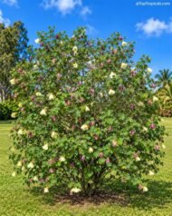 الاسم العلمي: Bauhinia tomentosa L من أسمائها المتداولة: بوهينيا أصفر – بوهينيا صفراء – شجرة الأوركيد الصفراء – شجيرة الأوركيد الصفراء – Yellow Bauhinia – Yellow Orchid Tree – Yellow Bell Bauhinia – St. Thomas Tree – Bauhinia tomentosa 🌡️ تحمل الحرارة: ☀️ عالٍ – مناسبة للمناخات الدافئة والحارة 🧂 تحمل الملوحة: 🧂 منخفض إلى متوسط – تتحمل بعض الملوحة المحدودة لكنها لا تناسب الأراضي شديدة الملوحة ☀️ احتياج الشمس: شمس كاملة إلى ظل جزئي خفيف 💧 الري: متوسط – منتظم في مرحلة التأسيس، وتتحمل بعض الجفاف بعد استقرارها 📏 الارتفاع المتوقع: 2 – 4 م تقريبًا، وقد تصل إلى نحو 5 م 📐 انتشار النبات: 2 – 4 م تقريبًا ⚡ سرعة النمو: متوسطة إلى سريعة 🌱 صعوبة الإنبات: سهلة إلى متوسطة 🌿 شجيرة معمرة كثيفة التفرع ومزهرة تُعد Bauhinia tomentosa – بوهينيا أصفر من شجيرات الزينة المميزة بأزهارها الصفراء الكبيرة، وتشتهر بشكلها الجميل وأوراقها المنقسمة إلى فصين. وتعتبر زراعة بوهينيا أصفر في مصر مناسبة للحدائق والمداخل والأحواض النباتية، خصوصًا في المناطق الدافئة التي تتوفر فيها الشمس والتربة جيدة الصرف. 🌿 الشكل العام شجيرة معمرة صغيرة إلى متوسطة الحجم. • نموها كثيف ومتفرع. • الأفرع قد تكون منتشرة أو مائلة. • الأوراق بسيطة ومميزة بانقسامها إلى فصين. • الوريقات عريضة نسبيًا. • لون الأوراق أخضر متوسط. • قد تكون الأفرع والأجزاء الحديثة مغطاة بزغب ناعم، وهو ما يرتبط باسم النوع tomentosa. • يمكن تقليمها بسهولة نسبيًا للحفاظ على شكل كثيف ومنظم. • مناسبة للحدائق الصغيرة والمتوسطة. 🌸 الأزهار الأزهار صفراء زاهية وملفتة للنظر. • كبيرة نسبيًا مقارنة بحجم الشجيرة. • غالبًا ما تحتوي على بقعة داكنة مائلة إلى البني أو الأحمر عند قاعدة بعض البتلات. • شكلها يشبه أزهار الأوركيد، ولذلك تعرف باسم Yellow Orchid Tree. • تظهر منفردة أو بأعداد قليلة على الأفرع. • الإزهار يكون أفضل عند توفر الشمس والحرارة المناسبة. • تجذب الحشرات الملقحة.