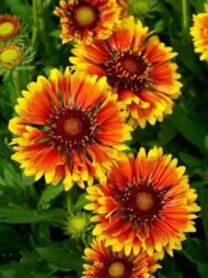 🌿 عنبر كشميري – Gaillardia pulchella الاسم العلمي: Gaillardia pulchella Foug. من أسمائها المتداولة: عنبر كشميري – جيلارديـا – زهرة الجيلارديا – زهرة البطانية – Indian Blanket – Firewheel – Blanket Flower – Gaillardia pulchella