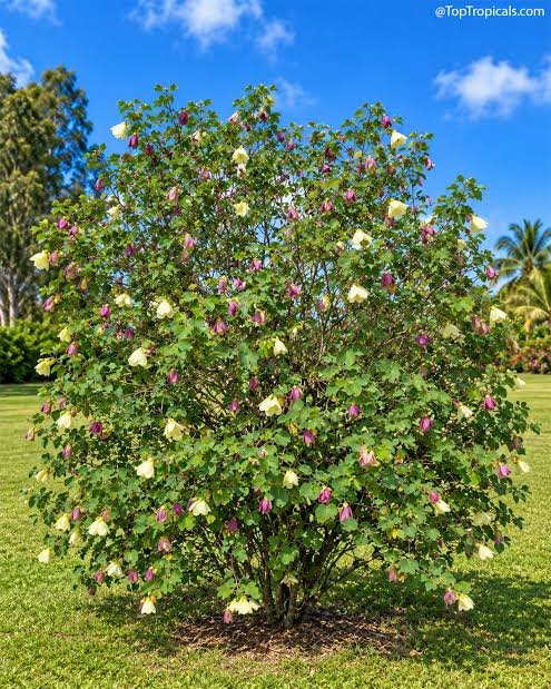 الاسم العلمي: Bauhinia tomentosa L من أسمائها المتداولة: بوهينيا أصفر – بوهينيا صفراء – شجرة الأوركيد الصفراء – شجيرة الأوركيد الصفراء – Yellow Bauhinia – Yellow Orchid Tree – Yellow Bell Bauhinia – St. Thomas Tree – Bauhinia tomentosa 🌡️ تحمل الحرارة: ☀️ عالٍ – مناسبة للمناخات الدافئة والحارة 🧂 تحمل الملوحة: 🧂 منخفض إلى متوسط – تتحمل بعض الملوحة المحدودة لكنها لا تناسب الأراضي شديدة الملوحة ☀️ احتياج الشمس: شمس كاملة إلى ظل جزئي خفيف 💧 الري: متوسط – منتظم في مرحلة التأسيس، وتتحمل بعض الجفاف بعد استقرارها 📏 الارتفاع المتوقع: 2 – 4 م تقريبًا، وقد تصل إلى نحو 5 م 📐 انتشار النبات: 2 – 4 م تقريبًا ⚡ سرعة النمو: متوسطة إلى سريعة 🌱 صعوبة الإنبات: سهلة إلى متوسطة 🌿 شجيرة معمرة كثيفة التفرع ومزهرة تُعد Bauhinia tomentosa – بوهينيا أصفر من شجيرات الزينة المميزة بأزهارها الصفراء الكبيرة، وتشتهر بشكلها الجميل وأوراقها المنقسمة إلى فصين. وتعتبر زراعة بوهينيا أصفر في مصر مناسبة للحدائق والمداخل والأحواض النباتية، خصوصًا في المناطق الدافئة التي تتوفر فيها الشمس والتربة جيدة الصرف. 🌿 الشكل العام شجيرة معمرة صغيرة إلى متوسطة الحجم. • نموها كثيف ومتفرع. • الأفرع قد تكون منتشرة أو مائلة. • الأوراق بسيطة ومميزة بانقسامها إلى فصين. • الوريقات عريضة نسبيًا. • لون الأوراق أخضر متوسط. • قد تكون الأفرع والأجزاء الحديثة مغطاة بزغب ناعم، وهو ما يرتبط باسم النوع tomentosa. • يمكن تقليمها بسهولة نسبيًا للحفاظ على شكل كثيف ومنظم. • مناسبة للحدائق الصغيرة والمتوسطة. 🌸 الأزهار الأزهار صفراء زاهية وملفتة للنظر. • كبيرة نسبيًا مقارنة بحجم الشجيرة. • غالبًا ما تحتوي على بقعة داكنة مائلة إلى البني أو الأحمر عند قاعدة بعض البتلات. • شكلها يشبه أزهار الأوركيد، ولذلك تعرف باسم Yellow Orchid Tree. • تظهر منفردة أو بأعداد قليلة على الأفرع. • الإزهار يكون أفضل عند توفر الشمس والحرارة المناسبة. • تجذب الحشرات الملقحة.