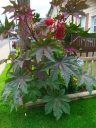 – Castor Bean – Castor Oil Plant – Castor Plant – Ricinus communisمن أسمائها المتداولة: الخروع – شجرة الخروع – نبات الخروع – زيت الخروع