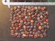 الاسم العلمي: Bauhinia tomentosa L من أسمائها المتداولة: بوهينيا أصفر – بوهينيا صفراء – شجرة الأوركيد الصفراء – شجيرة الأوركيد الصفراء – Yellow Bauhinia – Yellow Orchid Tree – Yellow Bell Bauhinia – St. Thomas Tree – Bauhinia tomentosa 🌡️ تحمل الحرارة: ☀️ عالٍ – مناسبة للمناخات الدافئة والحارة 🧂 تحمل الملوحة: 🧂 منخفض إلى متوسط – تتحمل بعض الملوحة المحدودة لكنها لا تناسب الأراضي شديدة الملوحة ☀️ احتياج الشمس: شمس كاملة إلى ظل جزئي خفيف 💧 الري: متوسط – منتظم في مرحلة التأسيس، وتتحمل بعض الجفاف بعد استقرارها 📏 الارتفاع المتوقع: 2 – 4 م تقريبًا، وقد تصل إلى نحو 5 م 📐 انتشار النبات: 2 – 4 م تقريبًا ⚡ سرعة النمو: متوسطة إلى سريعة 🌱 صعوبة الإنبات: سهلة إلى متوسطة 🌿 شجيرة معمرة كثيفة التفرع ومزهرة تُعد Bauhinia tomentosa – بوهينيا أصفر من شجيرات الزينة المميزة بأزهارها الصفراء الكبيرة، وتشتهر بشكلها الجميل وأوراقها المنقسمة إلى فصين. وتعتبر زراعة بوهينيا أصفر في مصر مناسبة للحدائق والمداخل والأحواض النباتية، خصوصًا في المناطق الدافئة التي تتوفر فيها الشمس والتربة جيدة الصرف. 🌿 الشكل العام شجيرة معمرة صغيرة إلى متوسطة الحجم. • نموها كثيف ومتفرع. • الأفرع قد تكون منتشرة أو مائلة. • الأوراق بسيطة ومميزة بانقسامها إلى فصين. • الوريقات عريضة نسبيًا. • لون الأوراق أخضر متوسط. • قد تكون الأفرع والأجزاء الحديثة مغطاة بزغب ناعم، وهو ما يرتبط باسم النوع tomentosa. • يمكن تقليمها بسهولة نسبيًا للحفاظ على شكل كثيف ومنظم. • مناسبة للحدائق الصغيرة والمتوسطة. 🌸 الأزهار الأزهار صفراء زاهية وملفتة للنظر. • كبيرة نسبيًا مقارنة بحجم الشجيرة. • غالبًا ما تحتوي على بقعة داكنة مائلة إلى البني أو الأحمر عند قاعدة بعض البتلات. • شكلها يشبه أزهار الأوركيد، ولذلك تعرف باسم Yellow Orchid Tree. • تظهر منفردة أو بأعداد قليلة على الأفرع. • الإزهار يكون أفضل عند توفر الشمس والحرارة المناسبة. • تجذب الحشرات الملقحة.