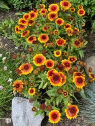 🌿 عنبر كشميري – Gaillardia pulchella الاسم العلمي: Gaillardia pulchella Foug. من أسمائها المتداولة: عنبر كشميري – جيلارديـا – زهرة الجيلارديا – زهرة البطانية – Indian Blanket – Firewheel – Blanket Flower – Gaillardia pulchella