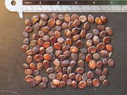 الاسم العلمي: Bauhinia tomentosa L من أسمائها المتداولة: بوهينيا أصفر – بوهينيا صفراء – شجرة الأوركيد الصفراء – شجيرة الأوركيد الصفراء – Yellow Bauhinia – Yellow Orchid Tree – Yellow Bell Bauhinia – St. Thomas Tree – Bauhinia tomentosa 🌡️ تحمل الحرارة: ☀️ عالٍ – مناسبة للمناخات الدافئة والحارة 🧂 تحمل الملوحة: 🧂 منخفض إلى متوسط – تتحمل بعض الملوحة المحدودة لكنها لا تناسب الأراضي شديدة الملوحة ☀️ احتياج الشمس: شمس كاملة إلى ظل جزئي خفيف 💧 الري: متوسط – منتظم في مرحلة التأسيس، وتتحمل بعض الجفاف بعد استقرارها 📏 الارتفاع المتوقع: 2 – 4 م تقريبًا، وقد تصل إلى نحو 5 م 📐 انتشار النبات: 2 – 4 م تقريبًا ⚡ سرعة النمو: متوسطة إلى سريعة 🌱 صعوبة الإنبات: سهلة إلى متوسطة 🌿 شجيرة معمرة كثيفة التفرع ومزهرة تُعد Bauhinia tomentosa – بوهينيا أصفر من شجيرات الزينة المميزة بأزهارها الصفراء الكبيرة، وتشتهر بشكلها الجميل وأوراقها المنقسمة إلى فصين. وتعتبر زراعة بوهينيا أصفر في مصر مناسبة للحدائق والمداخل والأحواض النباتية، خصوصًا في المناطق الدافئة التي تتوفر فيها الشمس والتربة جيدة الصرف. 🌿 الشكل العام شجيرة معمرة صغيرة إلى متوسطة الحجم. • نموها كثيف ومتفرع. • الأفرع قد تكون منتشرة أو مائلة. • الأوراق بسيطة ومميزة بانقسامها إلى فصين. • الوريقات عريضة نسبيًا. • لون الأوراق أخضر متوسط. • قد تكون الأفرع والأجزاء الحديثة مغطاة بزغب ناعم، وهو ما يرتبط باسم النوع tomentosa. • يمكن تقليمها بسهولة نسبيًا للحفاظ على شكل كثيف ومنظم. • مناسبة للحدائق الصغيرة والمتوسطة. 🌸 الأزهار الأزهار صفراء زاهية وملفتة للنظر. • كبيرة نسبيًا مقارنة بحجم الشجيرة. • غالبًا ما تحتوي على بقعة داكنة مائلة إلى البني أو الأحمر عند قاعدة بعض البتلات. • شكلها يشبه أزهار الأوركيد، ولذلك تعرف باسم Yellow Orchid Tree. • تظهر منفردة أو بأعداد قليلة على الأفرع. • الإزهار يكون أفضل عند توفر الشمس والحرارة المناسبة. • تجذب الحشرات الملقحة.
