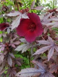 – Castor Bean – Castor Oil Plant – Castor Plant – Ricinus communisمن أسمائها المتداولة: الخروع – شجرة الخروع – نبات الخروع – زيت الخروع