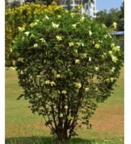 الاسم العلمي: Bauhinia tomentosa L من أسمائها المتداولة: بوهينيا أصفر – بوهينيا صفراء – شجرة الأوركيد الصفراء – شجيرة الأوركيد الصفراء – Yellow Bauhinia – Yellow Orchid Tree – Yellow Bell Bauhinia – St. Thomas Tree – Bauhinia tomentosa 🌡️ تحمل الحرارة: ☀️ عالٍ – مناسبة للمناخات الدافئة والحارة 🧂 تحمل الملوحة: 🧂 منخفض إلى متوسط – تتحمل بعض الملوحة المحدودة لكنها لا تناسب الأراضي شديدة الملوحة ☀️ احتياج الشمس: شمس كاملة إلى ظل جزئي خفيف 💧 الري: متوسط – منتظم في مرحلة التأسيس، وتتحمل بعض الجفاف بعد استقرارها 📏 الارتفاع المتوقع: 2 – 4 م تقريبًا، وقد تصل إلى نحو 5 م 📐 انتشار النبات: 2 – 4 م تقريبًا ⚡ سرعة النمو: متوسطة إلى سريعة 🌱 صعوبة الإنبات: سهلة إلى متوسطة 🌿 شجيرة معمرة كثيفة التفرع ومزهرة تُعد Bauhinia tomentosa – بوهينيا أصفر من شجيرات الزينة المميزة بأزهارها الصفراء الكبيرة، وتشتهر بشكلها الجميل وأوراقها المنقسمة إلى فصين. وتعتبر زراعة بوهينيا أصفر في مصر مناسبة للحدائق والمداخل والأحواض النباتية، خصوصًا في المناطق الدافئة التي تتوفر فيها الشمس والتربة جيدة الصرف. 🌿 الشكل العام شجيرة معمرة صغيرة إلى متوسطة الحجم. • نموها كثيف ومتفرع. • الأفرع قد تكون منتشرة أو مائلة. • الأوراق بسيطة ومميزة بانقسامها إلى فصين. • الوريقات عريضة نسبيًا. • لون الأوراق أخضر متوسط. • قد تكون الأفرع والأجزاء الحديثة مغطاة بزغب ناعم، وهو ما يرتبط باسم النوع tomentosa. • يمكن تقليمها بسهولة نسبيًا للحفاظ على شكل كثيف ومنظم. • مناسبة للحدائق الصغيرة والمتوسطة. 🌸 الأزهار الأزهار صفراء زاهية وملفتة للنظر. • كبيرة نسبيًا مقارنة بحجم الشجيرة. • غالبًا ما تحتوي على بقعة داكنة مائلة إلى البني أو الأحمر عند قاعدة بعض البتلات. • شكلها يشبه أزهار الأوركيد، ولذلك تعرف باسم Yellow Orchid Tree. • تظهر منفردة أو بأعداد قليلة على الأفرع. • الإزهار يكون أفضل عند توفر الشمس والحرارة المناسبة. • تجذب الحشرات الملقحة.