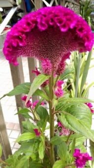 🌿 عرف الديك – Celosia argentea الاسم العلمي: Celosia argentea L. من أسمائها المتداولة: عرف الديك – السيلوزيا – سيلوزيا فضية – زهرة عرف الديك – Celosia – Cockscomb – Silver Cockscomb – Plumed Celosia – Celosia argentea