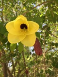 الاسم العلمي: Bauhinia tomentosa L من أسمائها المتداولة: بوهينيا أصفر – بوهينيا صفراء – شجرة الأوركيد الصفراء – شجيرة الأوركيد الصفراء – Yellow Bauhinia – Yellow Orchid Tree – Yellow Bell Bauhinia – St. Thomas Tree – Bauhinia tomentosa 🌡️ تحمل الحرارة: ☀️ عالٍ – مناسبة للمناخات الدافئة والحارة 🧂 تحمل الملوحة: 🧂 منخفض إلى متوسط – تتحمل بعض الملوحة المحدودة لكنها لا تناسب الأراضي شديدة الملوحة ☀️ احتياج الشمس: شمس كاملة إلى ظل جزئي خفيف 💧 الري: متوسط – منتظم في مرحلة التأسيس، وتتحمل بعض الجفاف بعد استقرارها 📏 الارتفاع المتوقع: 2 – 4 م تقريبًا، وقد تصل إلى نحو 5 م 📐 انتشار النبات: 2 – 4 م تقريبًا ⚡ سرعة النمو: متوسطة إلى سريعة 🌱 صعوبة الإنبات: سهلة إلى متوسطة 🌿 شجيرة معمرة كثيفة التفرع ومزهرة تُعد Bauhinia tomentosa – بوهينيا أصفر من شجيرات الزينة المميزة بأزهارها الصفراء الكبيرة، وتشتهر بشكلها الجميل وأوراقها المنقسمة إلى فصين. وتعتبر زراعة بوهينيا أصفر في مصر مناسبة للحدائق والمداخل والأحواض النباتية، خصوصًا في المناطق الدافئة التي تتوفر فيها الشمس والتربة جيدة الصرف. 🌿 الشكل العام شجيرة معمرة صغيرة إلى متوسطة الحجم. • نموها كثيف ومتفرع. • الأفرع قد تكون منتشرة أو مائلة. • الأوراق بسيطة ومميزة بانقسامها إلى فصين. • الوريقات عريضة نسبيًا. • لون الأوراق أخضر متوسط. • قد تكون الأفرع والأجزاء الحديثة مغطاة بزغب ناعم، وهو ما يرتبط باسم النوع tomentosa. • يمكن تقليمها بسهولة نسبيًا للحفاظ على شكل كثيف ومنظم. • مناسبة للحدائق الصغيرة والمتوسطة. 🌸 الأزهار الأزهار صفراء زاهية وملفتة للنظر. • كبيرة نسبيًا مقارنة بحجم الشجيرة. • غالبًا ما تحتوي على بقعة داكنة مائلة إلى البني أو الأحمر عند قاعدة بعض البتلات. • شكلها يشبه أزهار الأوركيد، ولذلك تعرف باسم Yellow Orchid Tree. • تظهر منفردة أو بأعداد قليلة على الأفرع. • الإزهار يكون أفضل عند توفر الشمس والحرارة المناسبة. • تجذب الحشرات الملقحة.