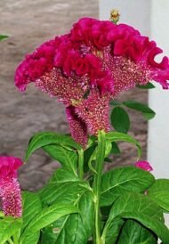 🌿 عرف الديك – Celosia argentea الاسم العلمي: Celosia argentea L. من أسمائها المتداولة: عرف الديك – السيلوزيا – سيلوزيا فضية – زهرة عرف الديك – Celosia – Cockscomb – Silver Cockscomb – Plumed Celosia – Celosia argentea