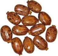 – Castor Bean – Castor Oil Plant – Castor Plant – Ricinus communisمن أسمائها المتداولة: الخروع – شجرة الخروع – نبات الخروع – زيت الخروع