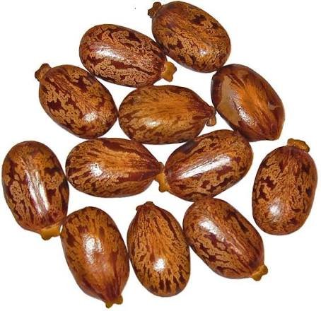 – Castor Bean – Castor Oil Plant – Castor Plant – Ricinus communisمن أسمائها المتداولة: الخروع – شجرة الخروع – نبات الخروع – زيت الخروع