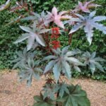 – Castor Bean – Castor Oil Plant – Castor Plant – Ricinus communisمن أسمائها المتداولة: الخروع – شجرة الخروع – نبات الخروع – زيت الخروع