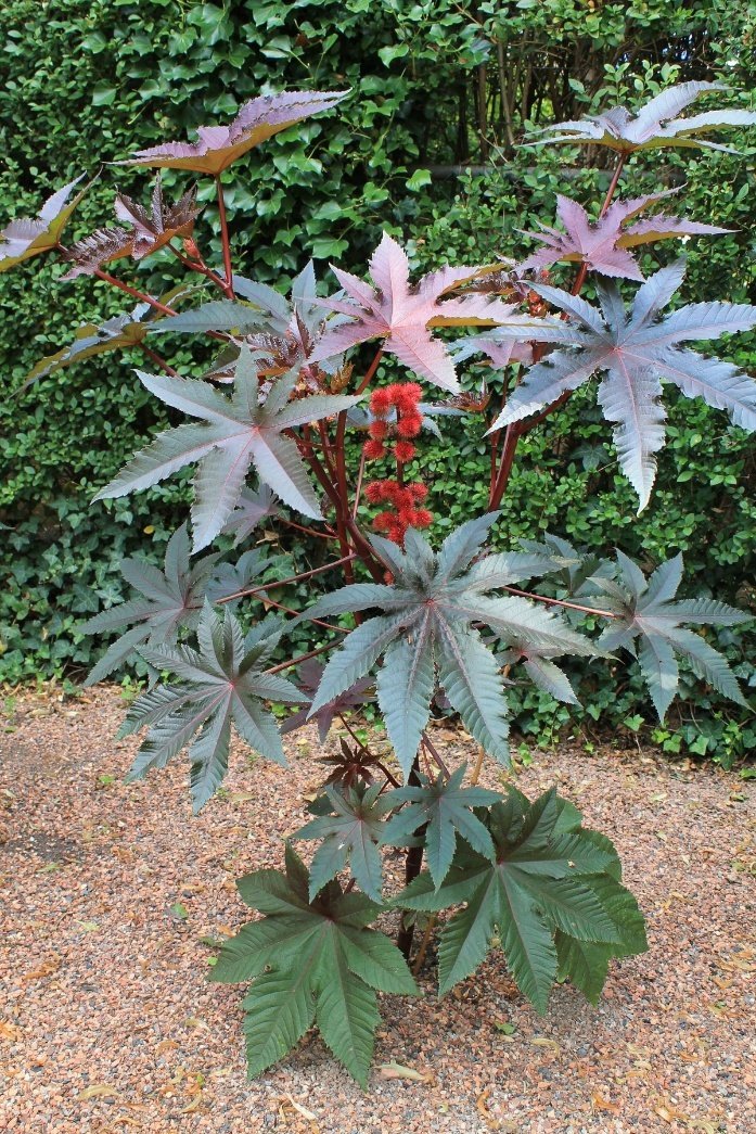 – Castor Bean – Castor Oil Plant – Castor Plant – Ricinus communisمن أسمائها المتداولة: الخروع – شجرة الخروع – نبات الخروع – زيت الخروع