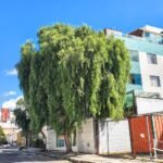 من أسمائها المتداولة: فلفل رفيع – شجرة الفلفل البيروفي – الفلفل البيروفي – فلفل كاليفورنيا – Pepper Tree – Peruvian Pepper Tree – California Pepper Tree – Peppercorn Tree – Molle