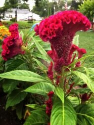 🌿 عرف الديك – Celosia argentea الاسم العلمي: Celosia argentea L. من أسمائها المتداولة: عرف الديك – السيلوزيا – سيلوزيا فضية – زهرة عرف الديك – Celosia – Cockscomb – Silver Cockscomb – Plumed Celosia – Celosia argentea
