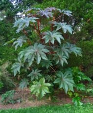 – Castor Bean – Castor Oil Plant – Castor Plant – Ricinus communisمن أسمائها المتداولة: الخروع – شجرة الخروع – نبات الخروع – زيت الخروع