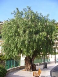 من أسمائها المتداولة: فلفل رفيع – شجرة الفلفل البيروفي – الفلفل البيروفي – فلفل كاليفورنيا – Pepper Tree – Peruvian Pepper Tree – California Pepper Tree – Peppercorn Tree – Molle