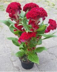 🌿 عرف الديك – Celosia argentea الاسم العلمي: Celosia argentea L. من أسمائها المتداولة: عرف الديك – السيلوزيا – سيلوزيا فضية – زهرة عرف الديك – Celosia – Cockscomb – Silver Cockscomb – Plumed Celosia – Celosia argentea