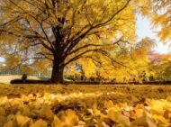 – Ginkgo – Ginkgo biloba – Maidenhair Tree – Ginkgo Treeمن أسمائها المتداولة: الجينكا – الجنكو – شجرة المعبد – شجرة كزبرة البئر