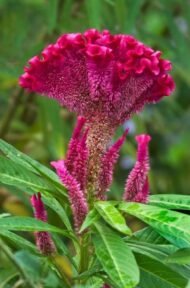 🌿 عرف الديك – Celosia argentea الاسم العلمي: Celosia argentea L. من أسمائها المتداولة: عرف الديك – السيلوزيا – سيلوزيا فضية – زهرة عرف الديك – Celosia – Cockscomb – Silver Cockscomb – Plumed Celosia – Celosia argentea