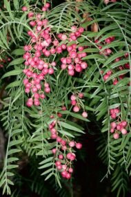 من أسمائها المتداولة: فلفل رفيع – شجرة الفلفل البيروفي – الفلفل البيروفي – فلفل كاليفورنيا – Pepper Tree – Peruvian Pepper Tree – California Pepper Tree – Peppercorn Tree – Molle