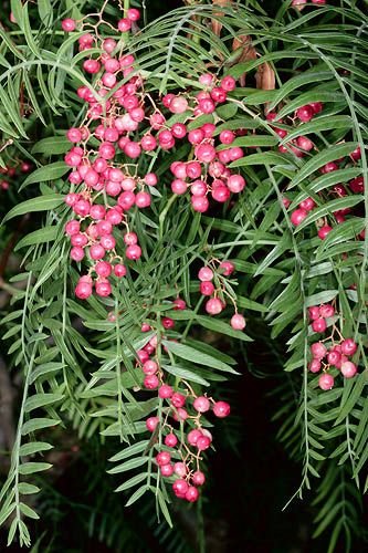 من أسمائها المتداولة: فلفل رفيع – شجرة الفلفل البيروفي – الفلفل البيروفي – فلفل كاليفورنيا – Pepper Tree – Peruvian Pepper Tree – California Pepper Tree – Peppercorn Tree – Molle