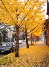 – Ginkgo – Ginkgo biloba – Maidenhair Tree – Ginkgo Treeمن أسمائها المتداولة: الجينكا – الجنكو – شجرة المعبد – شجرة كزبرة البئر